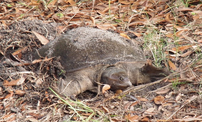 [A softshell is on land with a noticeable amount of sand on her shell. Her head is partially tucked into her body. Both front flippers are out to the side as she propels herself on the grass and leaves.]